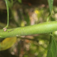 Hortonia angustifolia (Thwaites) Trimen